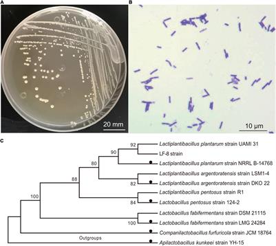 Frontiers | A Novel Bacteriocin Against Shigella Flexneri From ...